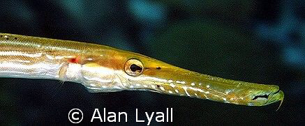 Trumpetfish - Bonaire - Canon EOS350D; EF-S 60mm; single ... by Alan Lyall 
